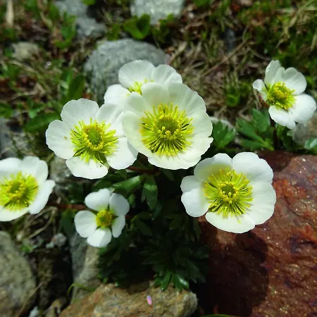 Szálloda Geierwallihof Klotz Konrad Keg Vent